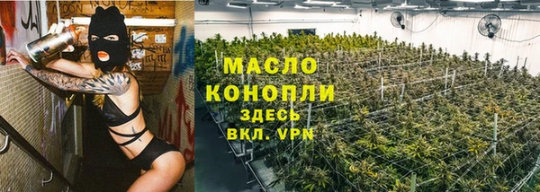 индика Ельня