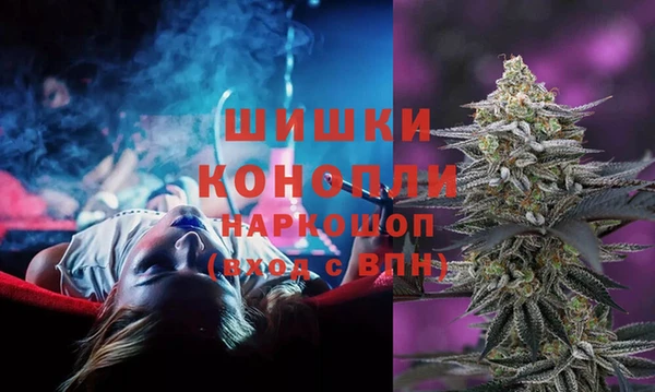 индика Ельня