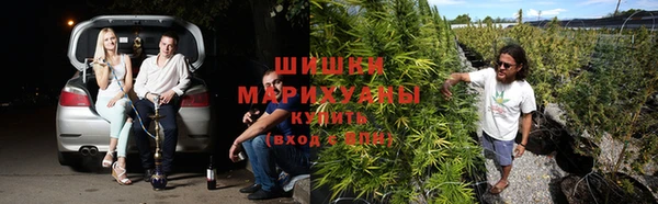 индика Ельня